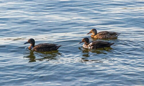 Sådan knækker du koden: Tips og tricks til at løse krydsord