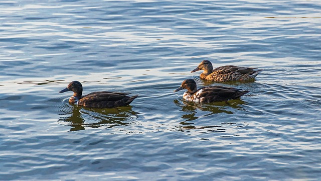 Sådan knækker du koden: Tips og tricks til at løse krydsord